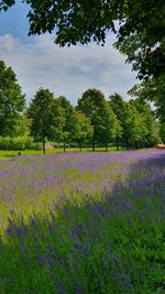 Scenic view of flowering trees on field against sky