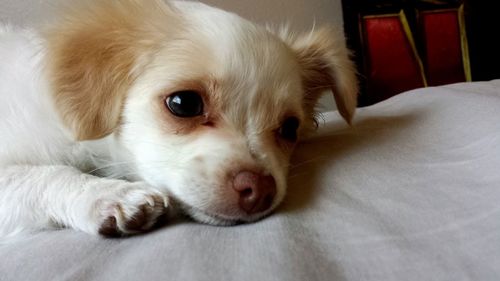 Close-up portrait of dog relaxing on bed at home