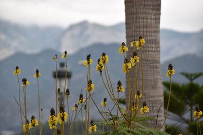 Close-up of plants against sky