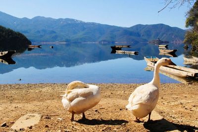 Geese at lakeshore