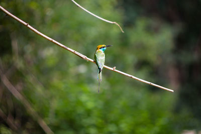 Close-up of bird perching outdoors