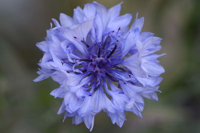 Close-up of blue flower blooming outdoors