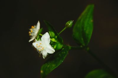 Close-up of white flower against black background