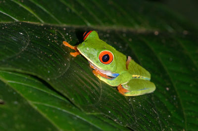 Close-up of green leaves