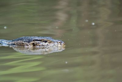 Close-up of asian water monitor swimming in water