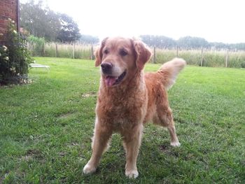 Dog on grassy field