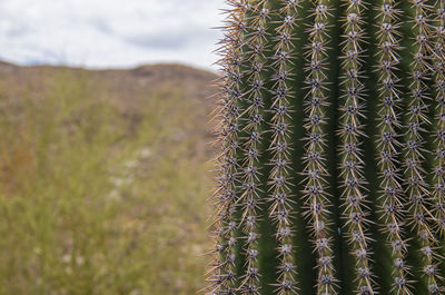 Close-up of cactus plant on field