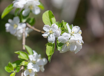 Close-up of white flowering plant