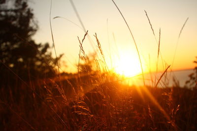 Sun rays break through the field grasses at sunset, landscape