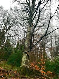Bare trees in forest against sky