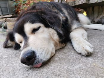Close-up of a dog sleeping
