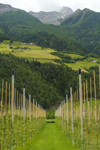 Scenic view of agricultural field