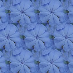 Full frame shot of blue and white flowering plants