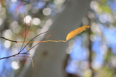 Close-up of tree branch