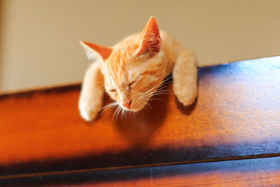 Low angle view of cat resting on table