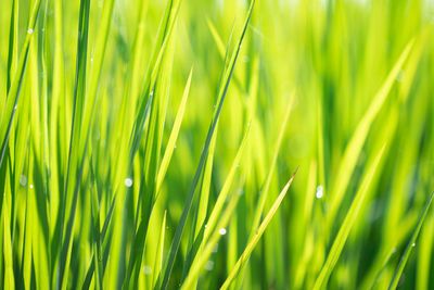 Full frame shot of crops growing on field