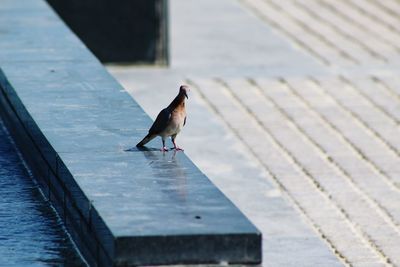 Bird perching on retaining wall