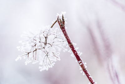 Close-up of frozen plant