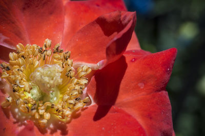 Close-up of red rose blooming outdoors