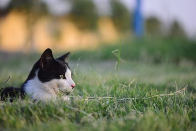 Close-up of cat looking away on grassy field