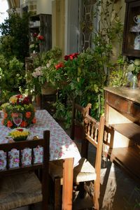 Potted plants on wooden table in yard