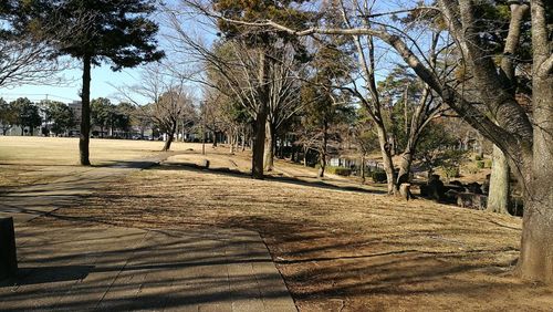 Walkway amidst trees against sky