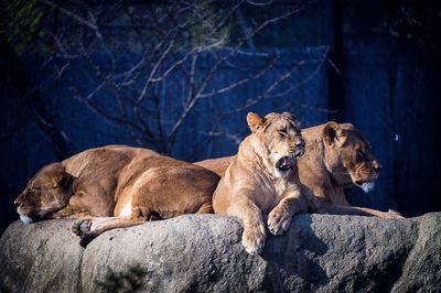 Lions nest