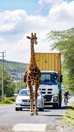 Horse cart on road against sky