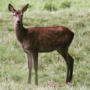 Portrait of deer standing on field