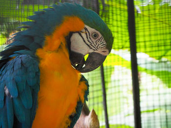 Close-up of parrot in cage