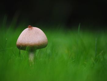 Close-up of mushroom growing on field