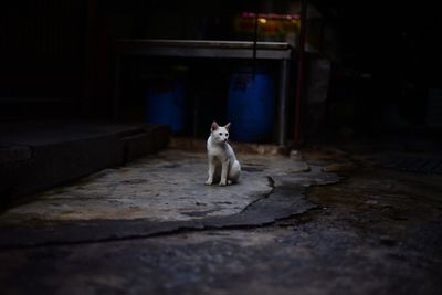 Cat looking away while sitting on floor at night
