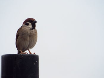 Bird perching on wall