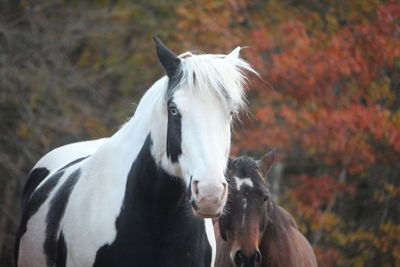horse