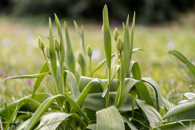 Close-up of fresh green plants on field