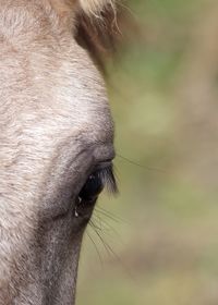 Cropped image of horse eye