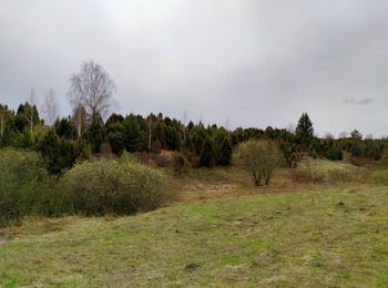 Trees on field against sky