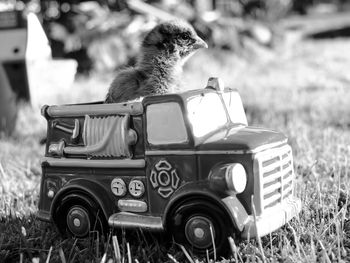 Close-up of chick on toy car