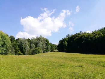 Trees on field against sky