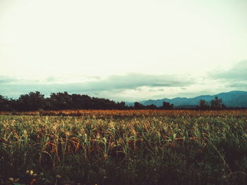 Scenic view of field against sky