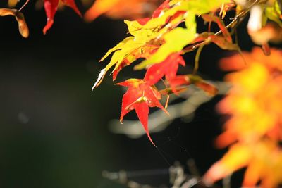 Close-up of leaves