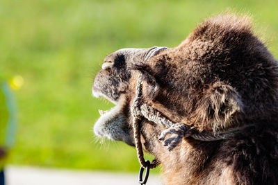 Close-up side view of a camel