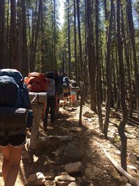 Rear view of people walking in forest