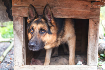 A beautiful german shepherd looks out of his kennel