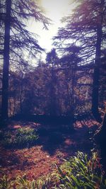 Trees growing in forest against sky during autumn