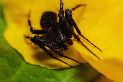 Close-up of spider