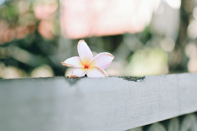 Close-up of white flowering plant