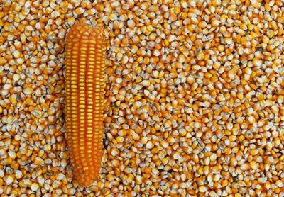 Full frame shot of corn and kernels