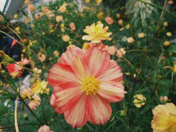 Close-up of flowers blooming outdoors