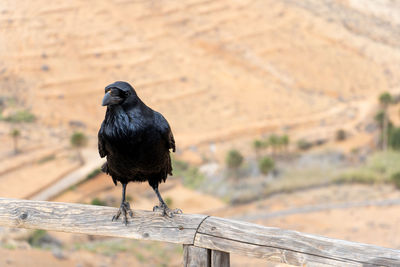 Close-up of bird perching on wood